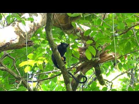 Golden-Handed or Midas Tamarin (Saguinus midas), French Guiana