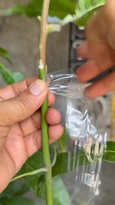 Sweet elena mango / basic cleft grafting technique | PINOY GRAFTER