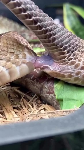 Cópula de serpientes de cascabel: un fenómeno natural