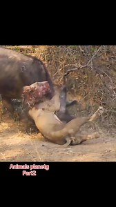 Top animals #animals #animalsoftiktok #animalworld (52) | Telecentro Tingo María