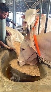 18K views · 139 reactions | Proper feeding method that builds strong bulls in urban farming #gado #ganaderia #vacaslecheras #reels #gadoleiteiro | Biggest Cow in Bangladesh | Facebook