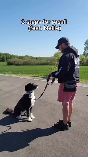 3 steps for recall to heel. (for those who have already taught there dogs heel) 🐾Step 1: Bring your dog into heel using the command “heel” followed by “sit” on a regular leash. You can use a treat lure to ensure your dog has correct positioning.��Step 2: progress to a long line so you can maintain control of your dog as you increase distance. This time introduce the word of command “(dogs name) COME!” followed by a “yes” marker when the dog starts making its way to you. Lure the dog into positi