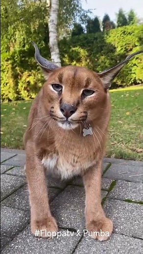 Caracal Pumba Hissing Life : Floppa