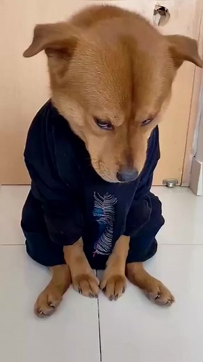 Stop biting my clothes and give them to you😂😂😂#dog #pet | Pet_station