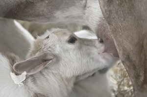 How Soon Should You Begin Milking Your Goat After Kidding?