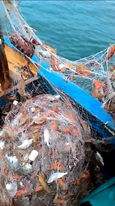 Shrimp nets at sea, Shrimp harvest the most in the sea, Shrimp net video collection | Zami Akbar