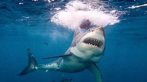 Giant great white shark circles boat off Yorke Peninsula