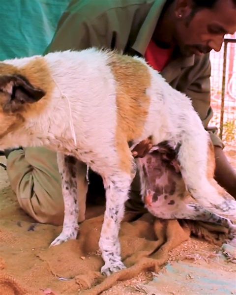 90K views · 10K reactions | Rescue paralyzed dog has an amazing recovery!  | Viral Stories | Facebook