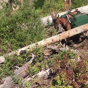 Why leggy, conditioned, athletic goats matter. #packgoats.com #packgoats You can find out more at packgoats.com | Marc Warnke