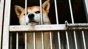 Reports Emerge that Dog Meat Will Finally Be Banned at Chinese Food Festival