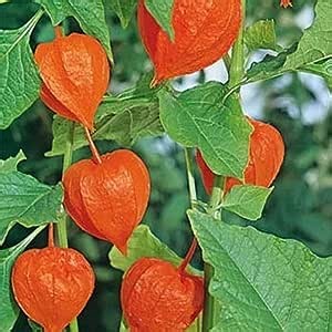 CHUXAY GARDEN Strawberry Groundcherry Seed 100 Seeds Chinese Lantern Plant Edible Bladder Cherry Striking Landscaping Plant Exotic Charm