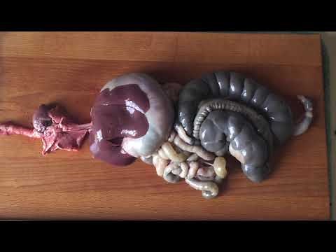 Appareil digestif de lapin - SVT 5ème