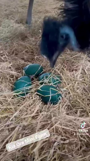 3.9K views · 73 reactions | Thanks to Kate for this wonderful video of our emu chicks from Eddie minding the eggs to running around the paddocks. They are little cuties #emus #birds #kiaoraminifarm #loveGorey #visitWexford #eggs #hatch #newarrivals | Kia Ora Mini Farm | Facebook