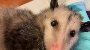 120K views · 25K reactions | Requested~ Matilda~ Ya’ll I been slacking. My birth defect has been giving me fits lately. I am so sorry I haven’t posted her. But I am back on track with my postings as of now. Doesn’t she look fabulous?! Her therapy is going well still. Slow progress but steady. | Wild at Heart Rescue | Facebook