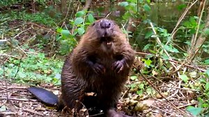 Video from Exmoor in southwest England shows beavers stripping bark off trees and putting twigs in place.