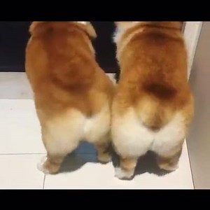 Vai mexe o bumbum tam tam 😂 | De tudo um pouco.