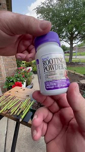 Propagating Climbing Roses! | Texas Garden Guy