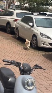 The happiest dog..🐶🐾😅 | Bolivia Gastronomica Sucre