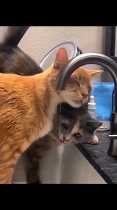 Troll, laugh, repeat!  (97)#EpicLaughs  #LOLFeels  #TrollGoals 藍 | Earth is a Heaven | Facebook