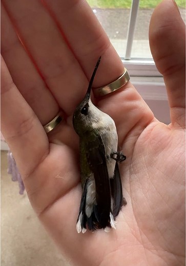 Hummingbirds Migration: How to Support Their Journey
