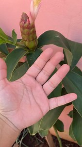 9.6K views · 440 reactions | Preste bastante atenção | Juliana Faustino | Facebook