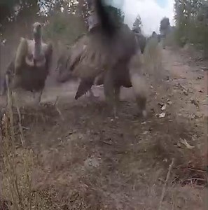Impressive how these vultures clean the organs of an animal in less than a couple of minutes. The importance of these scavengers in ecosystems to clean the remains of dead animals. This is extremely important, so the elimination of biological residues from the ecosystem is achieved faster and the spread of bacteria and other pathogens that could cause something else in other wildlife is avoided. | Predatory Animals