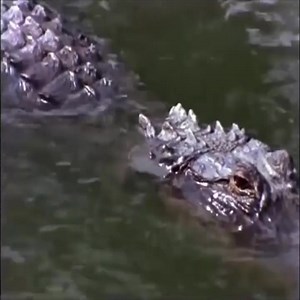 3.4K views · 48 reactions | #review #viral #trending #hot❤️❤️ #netflix #Toyota #movienetflix #Cr7 #usa #fb | Avenger | Facebook