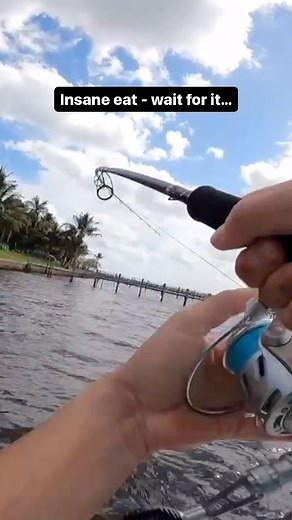 They like GIANT bait - full video on YouTube: Abenz Fishing #fishing #livebait #bigbait #bigfish #inshorefishing #nature #ocean | Abenz Fishing