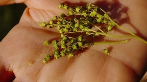 Königin der Wiesenpflanze Filipendula ulmaria in: Stockvideos & Filmmaterial (100 % lizenzfrei) 1088524381 | Shutterstock