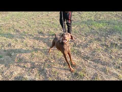 angry Doberman dog video / Doberman angry dog 🐕 / female Doberman dog
