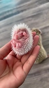 3.8K views · 28 reactions | Amazing animal part113 | Creative Cooking | Facebook