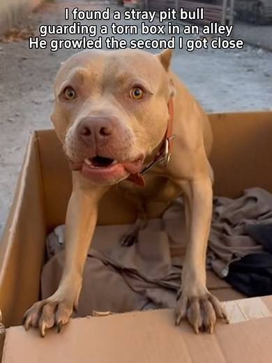 Pit Bull Rescues and Guards Kittens