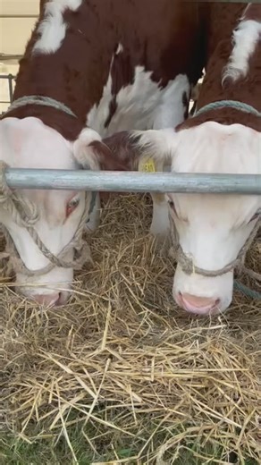 The livestock have arrived, the traders are set up, the entertainment is in position. Dorset, see you soon! | Dorset County Show