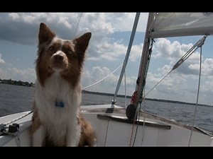 Jet Goes Sailing - Catalina Capri 14.2 Australian Shepherd