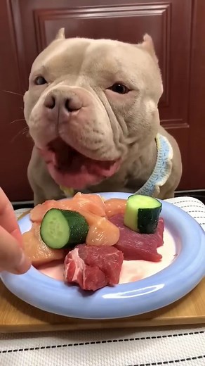Pups Rock  on Instagram: "Dog Eating Raw Meat Follow - @pupsroock Follow - @pupsroock Follow - @pupsroock Owner- ( unknown) Dm For Credit or Remove #puppies #puppylove #puppylife #puppy #dog #doglover #reels #reelsinstagram #dogsofinstagram #doglover #dogsofig #dogoftheday #doggy #dogscorner #doggylove #dog #dogs #doglover #funnydog #reels #puppy #pupsroock #dogkisses #dogloversclub #dogloversfeed"