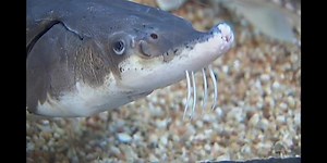 Sturgeon spawning underway on Wolf River
