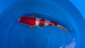 21 reactions | Selective Koi Sales on Reels | Facebook