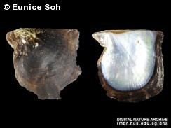 Pinctada albina - Alchetron, The Free Social Encyclopedia