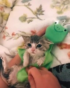 2.7K views · 240 reactions | Bath time! 識 Follow @shopmeow for more @cats Credit: hannahdavis_001 (TikTok) . #catsarelife #catworld #dailykitten #catoftheworld #cats #kittenlife #kittylover #cutekitten #instakittens #kittensofinsta #instagramcat #kittengram #catlifestyle #kittensofig #catdaily #catbaby #catsdaily #kittenlovers #cutecatskittens #catofinsta #cattitude #catphotos #kittys #catofig #kittenstagram #catcute #kittycats | Meow.com | Facebook