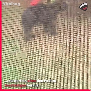 18K views · 77 reactions | Bär sitz im Pool ViralHog | Avive | Facebook
