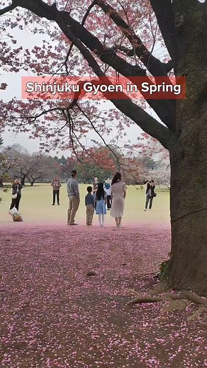 One of the best places to see Cherry Blossom in Tokyo is Shinjuku Gyoen! 500 yen lang entrance fee dito! Salamat Jamimoy sa pagiging model for today's video. hahaha!  May mga day tour din sila sa Klook : https://bit.ly/Klook_Soral and you can use our promo code 헦헢헥헔헟ퟱ헢헙헙 & 헝헔헠헜헠헢헬ퟱ헢헙헙 for more discounts! #cherryblossom #springinjapan #sakura #tokyo #shinjukugyoen #japantips #soral | Soral | Facebook