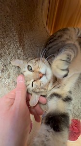 20K views · 1K reactions |  bit.ly/TWSsponsor  Sponsorship Spree ...