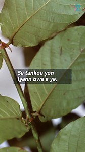 Grif Chat: Sipèplant Pou Defann Kò n Non syantifik: Uncaria tomentosa Anglè: cat’s claw Panyòl: Uña de gato #catsclaw #grifchat | MedikaPlant