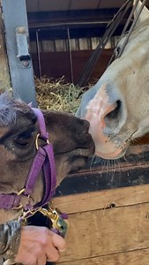 6.6K views · 835 reactions | Weebee the stallion and Dash the rescue...