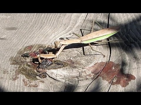 Praying Mantis catching Fly with slow motion (Mantide Religiosa)