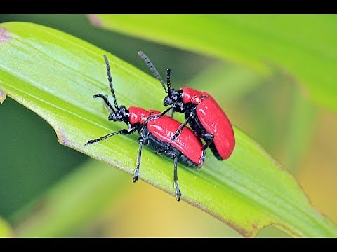 Pest Alert - Lily Leaf Beetle