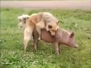 Dog Fucks & Knots Pig