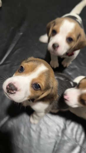 The beagles on TikTok