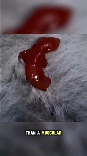 How Baby Kangaroos Grow in the Pouch