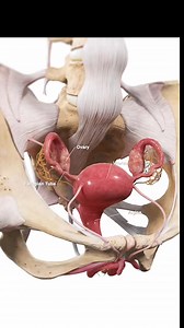 5.8K views | The female reproductive system is a complex network of...